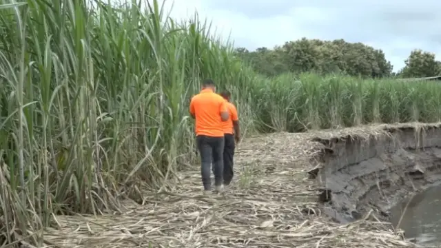 Agricultura en Alanje